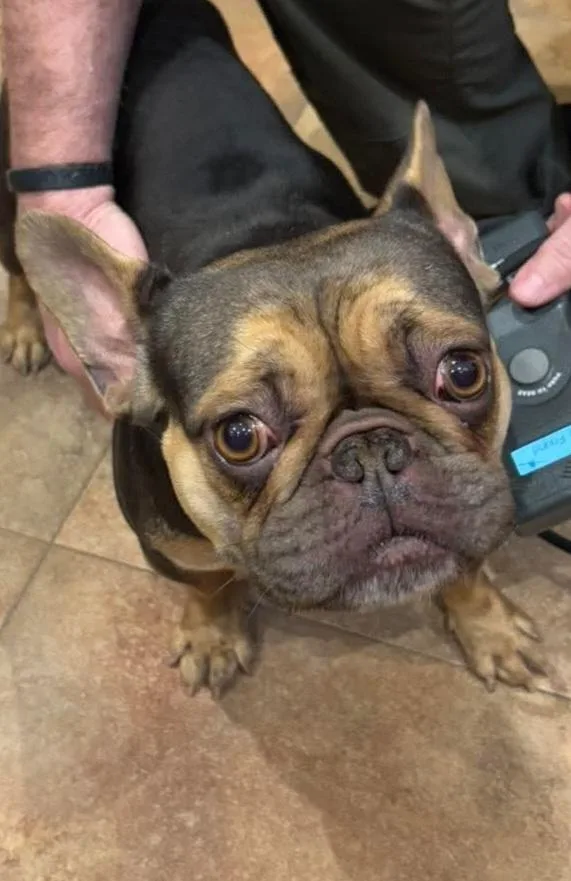 An adult small-sized female Black French Bulldog dog named #68 for adoption in Pawtucket, RI