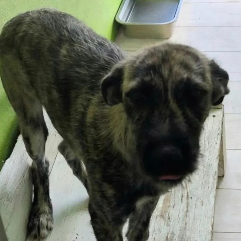 A young medium-sized female Labrador Retriever dog named Ginger for adoption in Englewood, FL