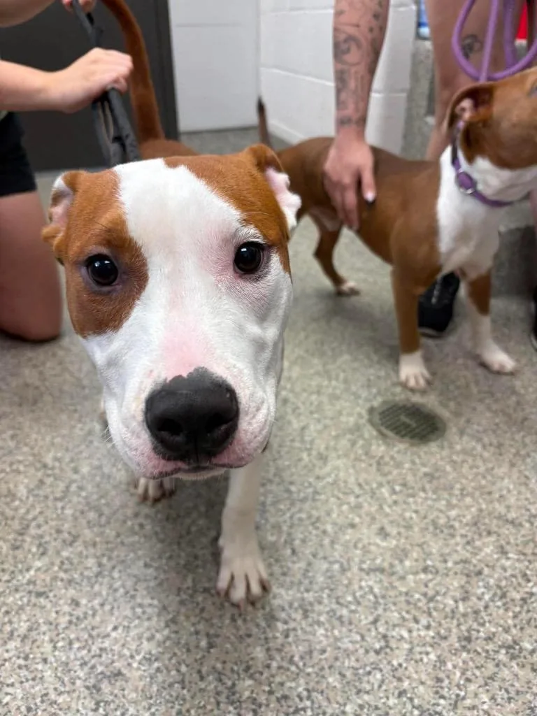 A baby medium-sized male Terrier dog named Tweed for adoption in Van Wert, OH