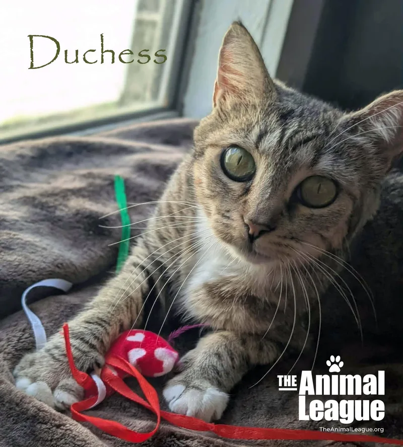 An adult medium-sized female Tabby (Brown / Chocolate) Domestic Short Hair cat named Duchess for adoption in Groveland, FL
