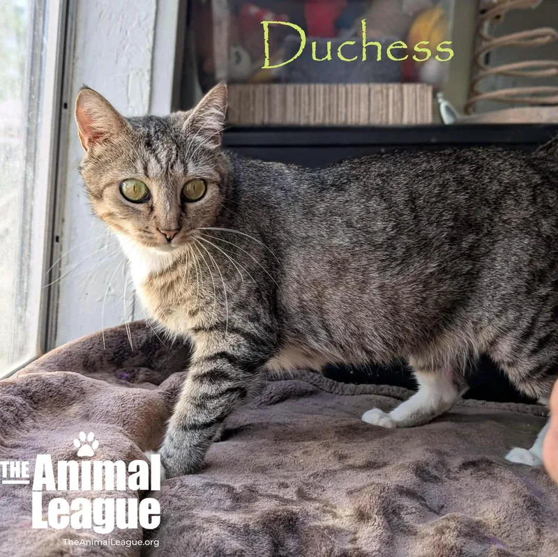 Duchess thumbnail 2