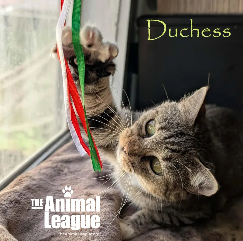 Duchess thumbnail 3