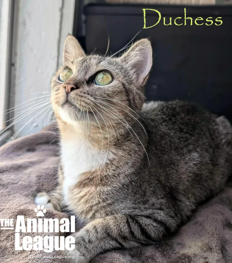 Duchess thumbnail 4