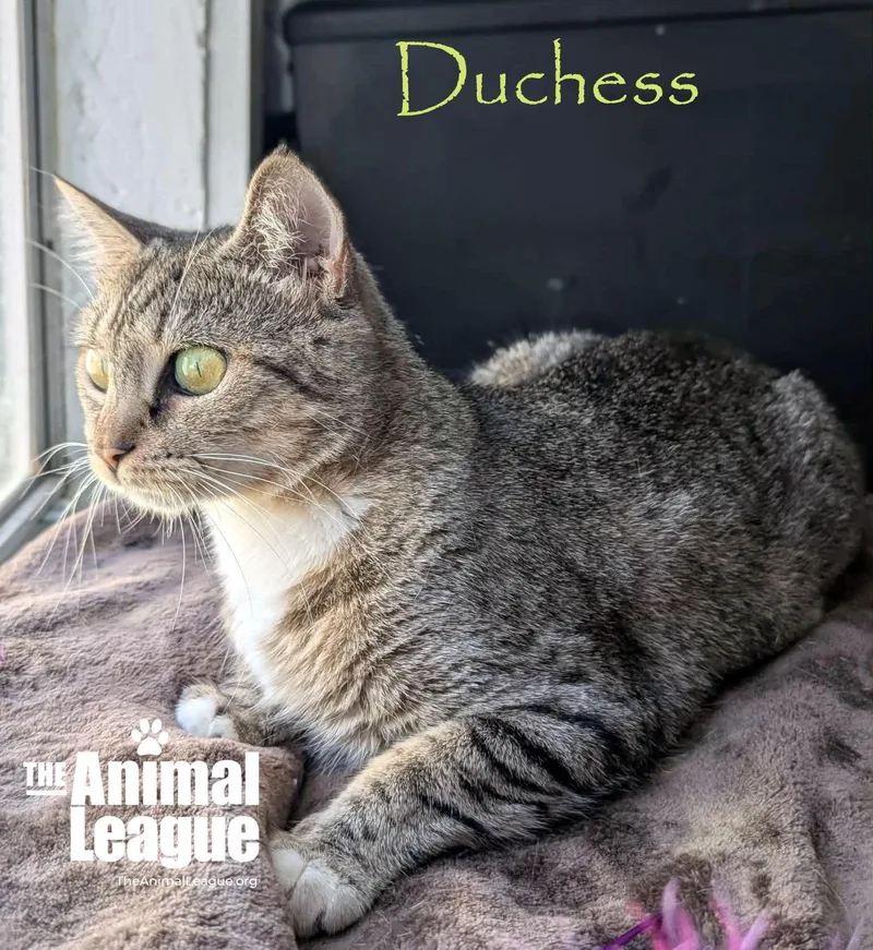 Duchess thumbnail 5