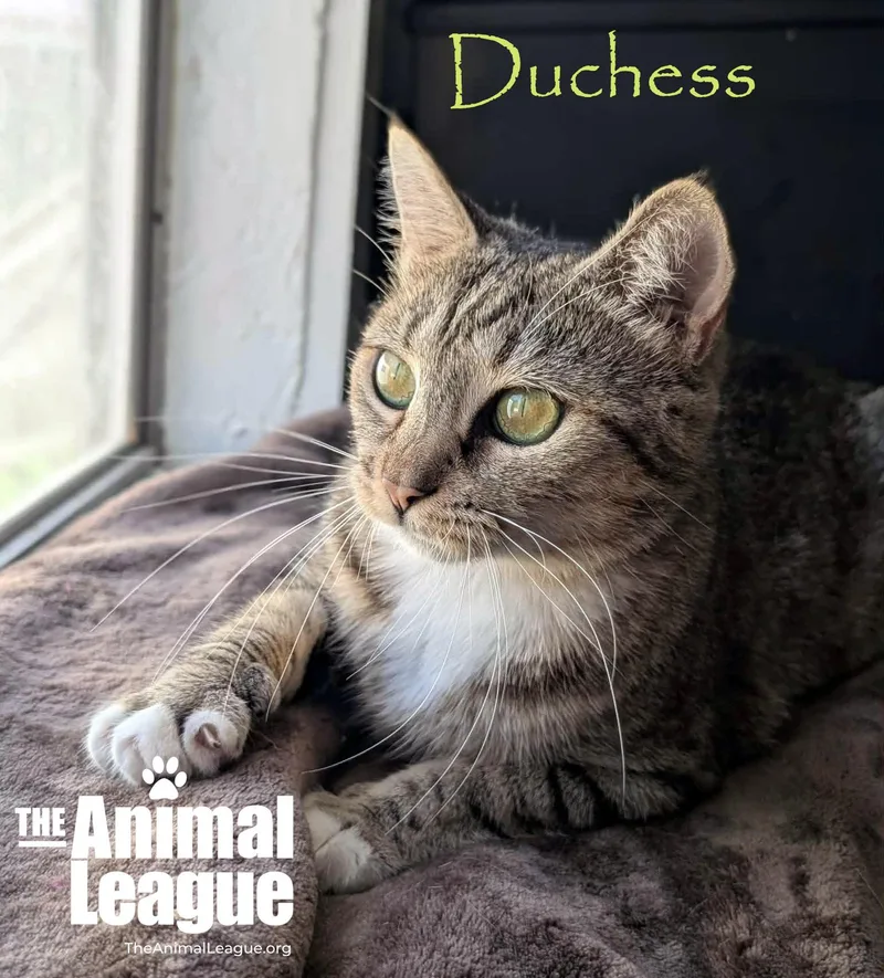 Duchess thumbnail 6