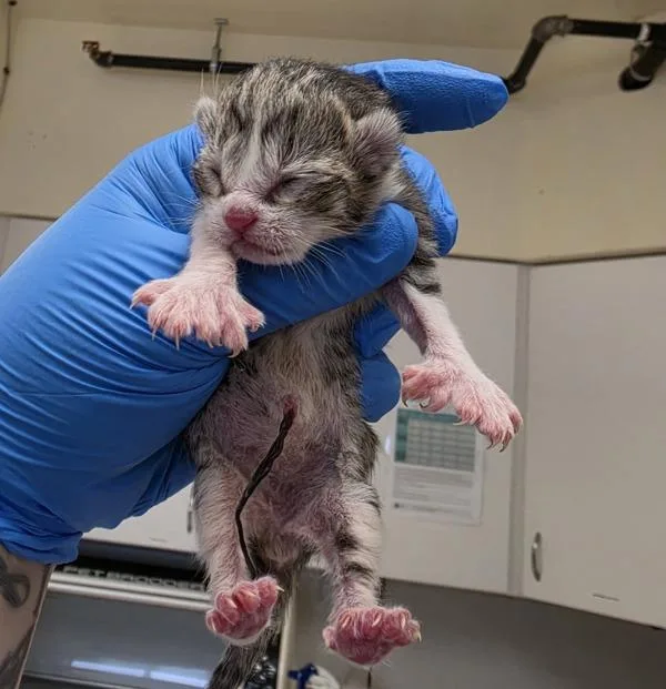 A baby small-sized male Domestic Short Hair cat named Travis for adoption in Silverdale, WA