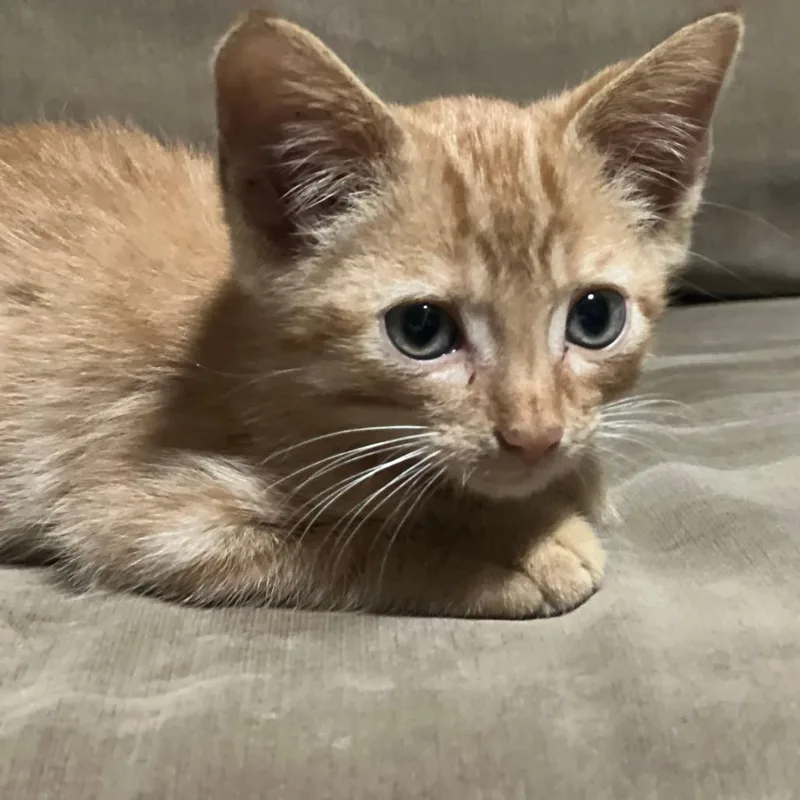 A baby small-sized male Orange / Red Domestic Short Hair cat named Oliver for adoption in Evansville, IN