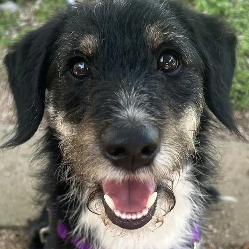 A young small-sized male Tricolor (Brown, Black, & White) Fox Terrier dog named Norm for adoption in Temple, TX