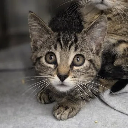 A baby small-sized female Domestic Short Hair cat named Vine for adoption in Westland, MI