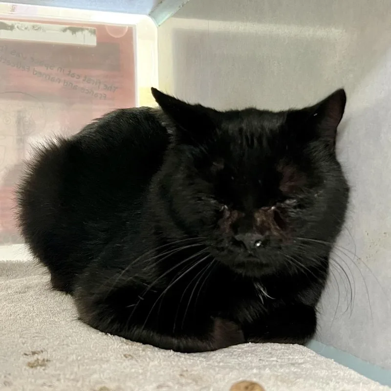 A young medium-sized male Domestic Short Hair cat named Thenn for adoption in Glenwood Springs, CO
