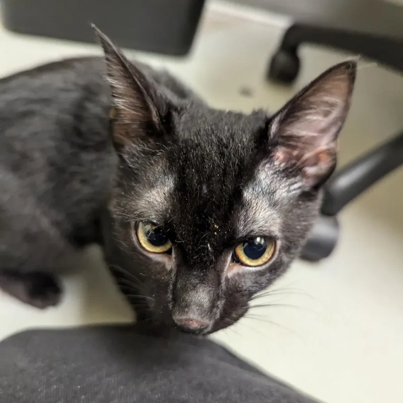 A baby small-sized female Black Domestic Short Hair cat named Mango for adoption in Charlottesville, VA