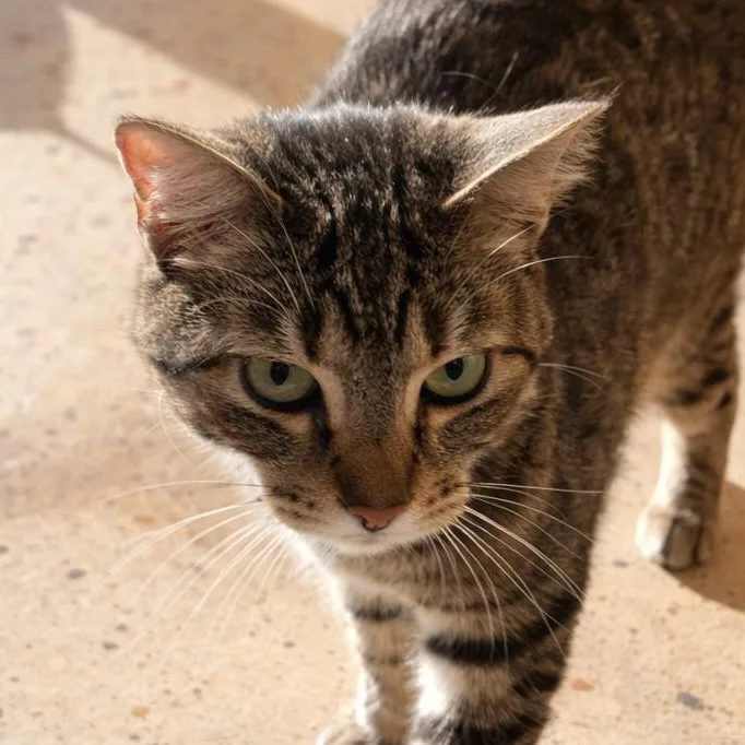 Macaroni thumbnail 2