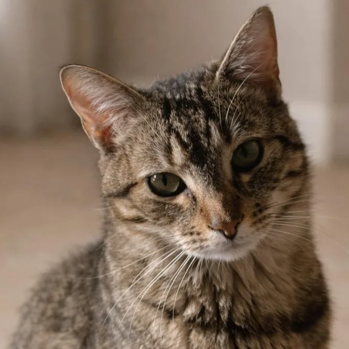 Macaroni thumbnail 6