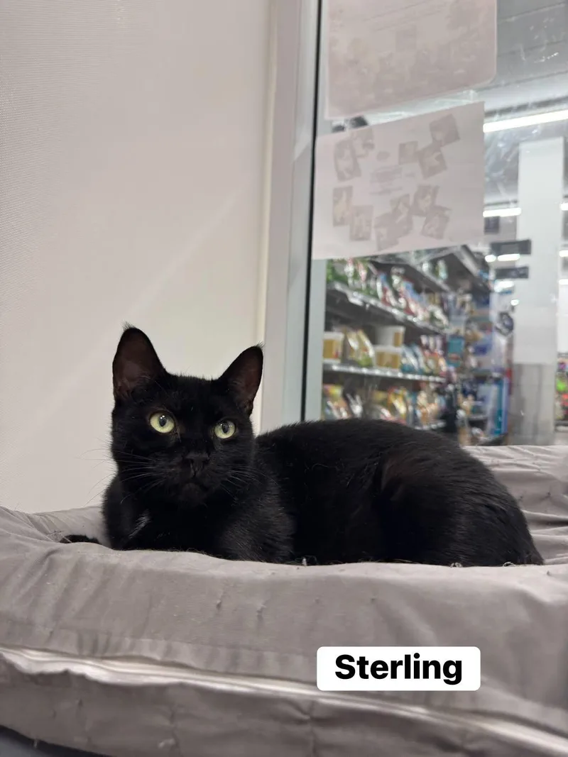 A young medium-sized female Black Domestic Short Hair cat named Sterling for adoption in Staten Island, NY
