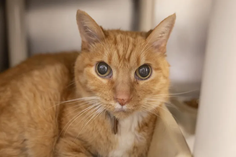 A senior medium-sized male Orange / Red Domestic Short Hair cat named Gibbs for adoption in Mountain Home, AR
