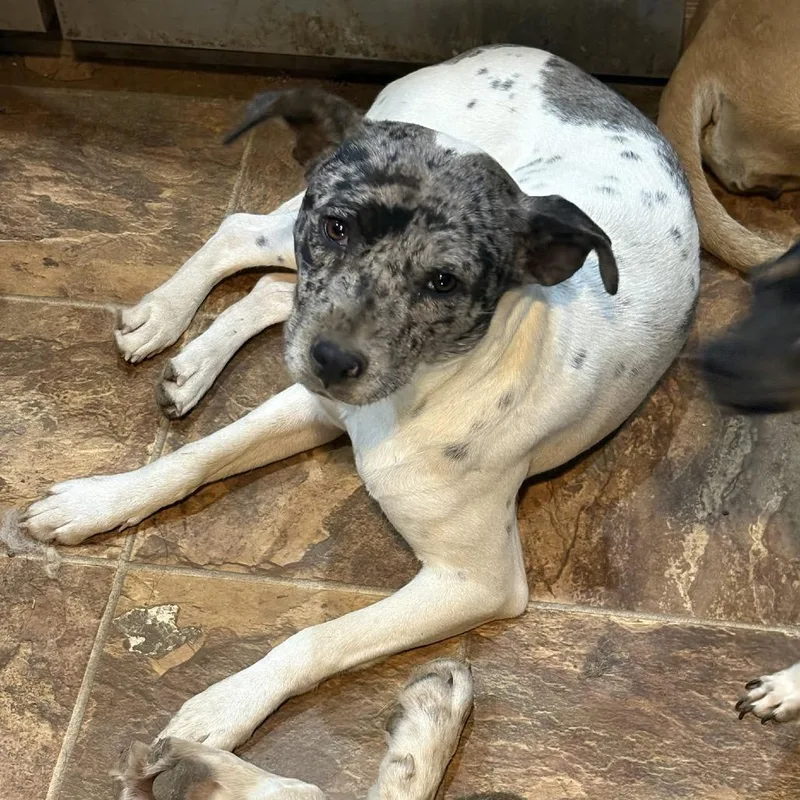 A young medium-sized female White / Cream Australian Cattle Dog / Blue Heeler dog named Nifty for adoption in Rochester, MN