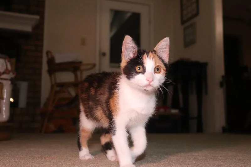 A young small-sized female Calico Domestic Short Hair cat named Sundae for adoption in Tyler, TX