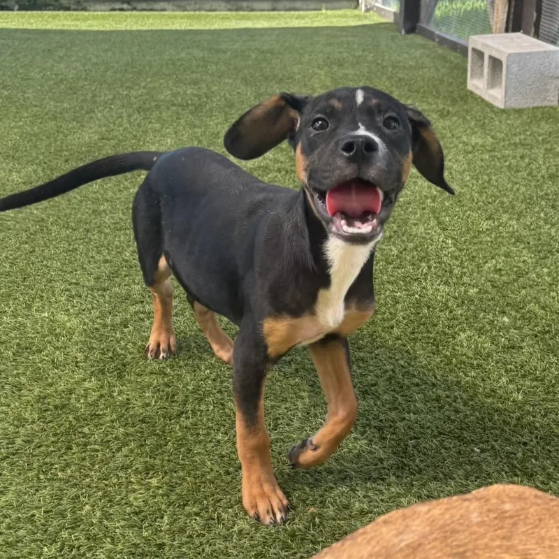 A baby small-sized male Black Mixed Breed dog named Skipper for adoption in LOXAHATCHEE, FL