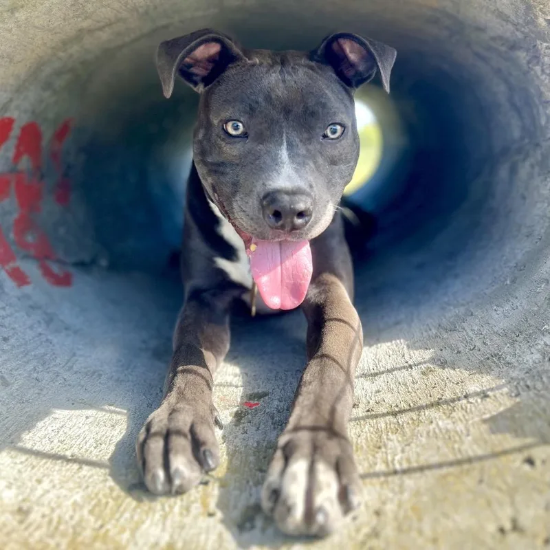 A young medium-sized female Gray / Blue / Silver American Staffordshire Terrier dog named Azalea for adoption in Point Richmond, CA