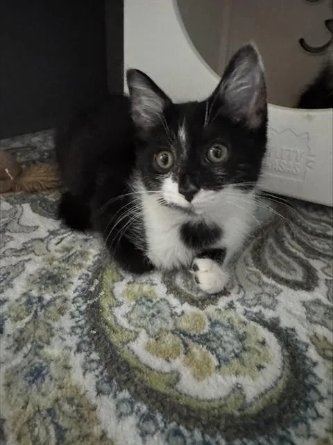A baby medium-sized female Domestic Short Hair cat named Wormwood for adoption in Leesburg, VA