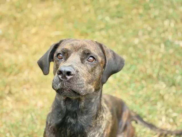 An adult large-sized female Fila Brasileiro dog named Carmilla for adoption in Tulsa, OK