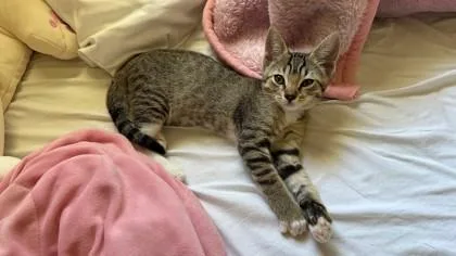 A baby medium-sized male Domestic Short Hair cat named Rhode Island for adoption in Pleasanton, CA