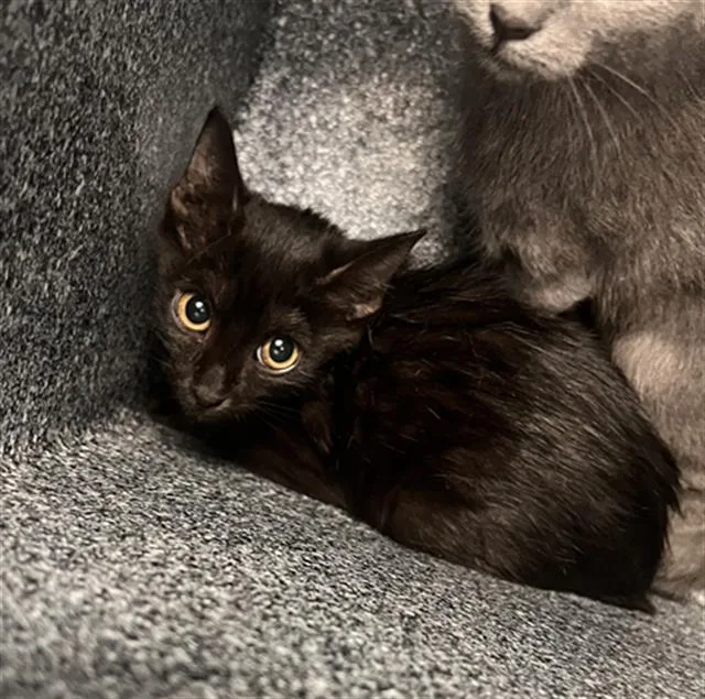 A baby large-sized female Domestic Short Hair cat named Crystal for adoption in Dallas, TX