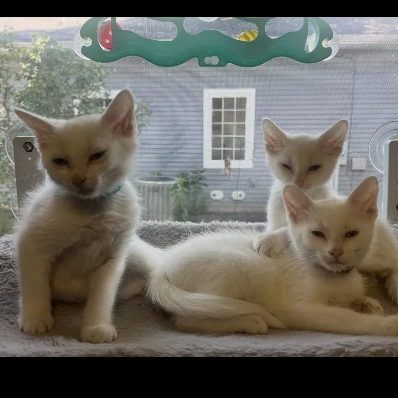 A baby small-sized male White Domestic Short Hair cat named Alto for adoption in Brockport, NY