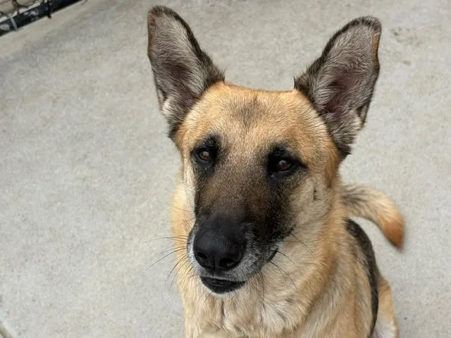 An adult large-sized male German Shepherd Dog dog named Charlie for adoption in Tulsa, OK