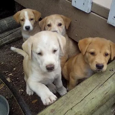 A baby medium-sized male Yellow Labrador Retriever dog named Carlingford for adoption in Deerfield, IL