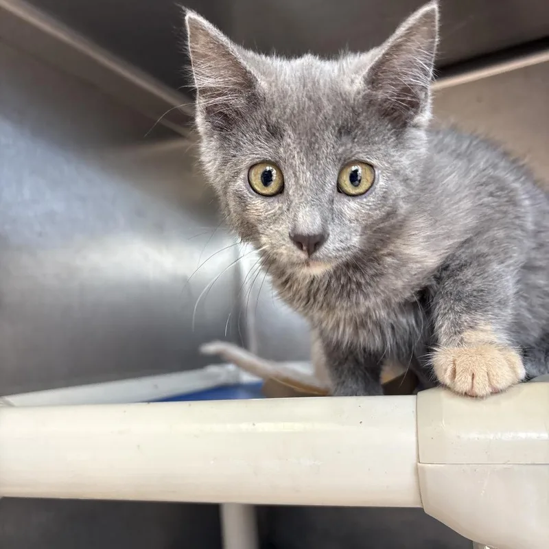 A baby small-sized female Calico Domestic Short Hair cat named Euphoria for adoption in Kanab, UT