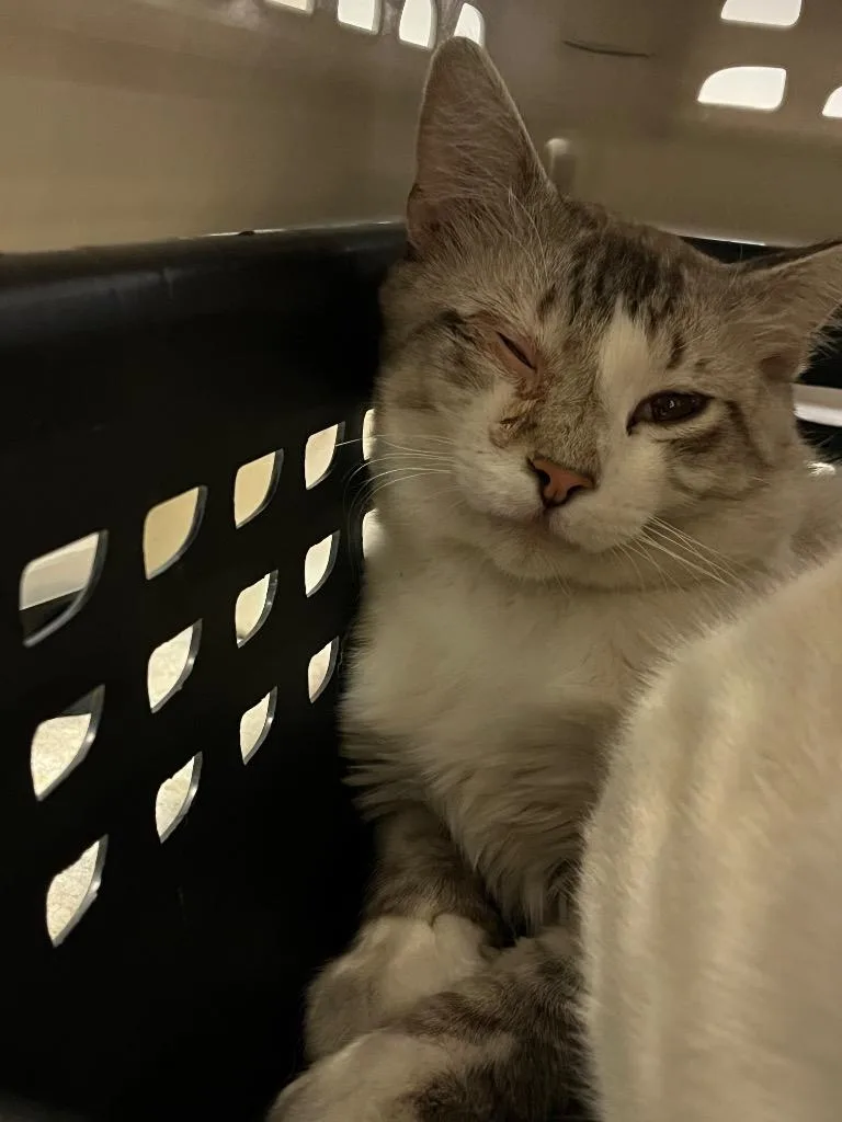 A young medium-sized male Siamese cat named Baljeet for adoption in New Braunfels, TX