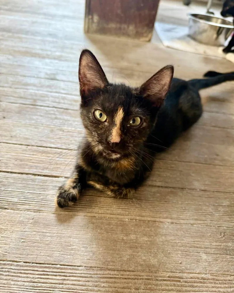 A baby medium-sized female Tortoiseshell Domestic Short Hair cat named Cecilia for adoption in Shreveport, LA
