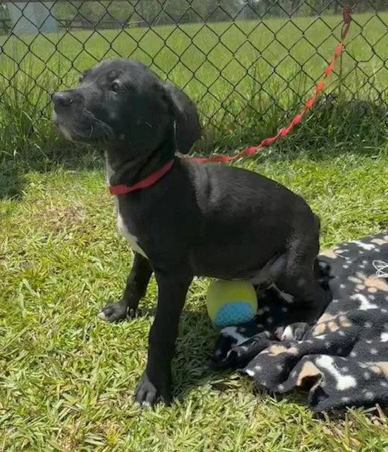 A baby large-sized male Labrador Retriever dog named Cameron for adoption in Tarrytown, GA