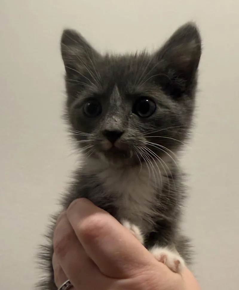 A baby medium-sized female Gray & White Domestic Short Hair cat named June for adoption in Forest, VA