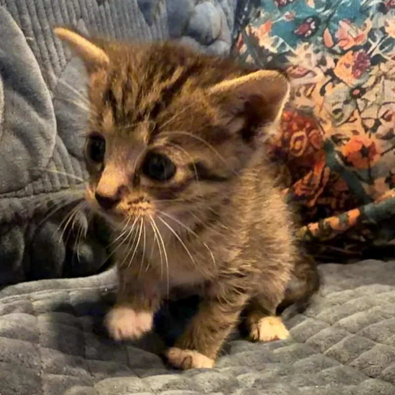 A baby medium-sized male Tabby (Gray / Blue / Silver) Domestic Short Hair cat named Gabe for adoption in Bulverde, TX