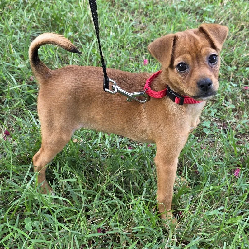 A young small-sized female Yellow / Tan / Blond / Fawn Mixed Breed dog named Gertrude for adoption in Greensboro, NC