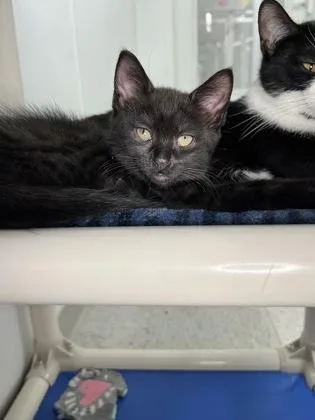 A baby medium-sized male Domestic Short Hair cat named Winston for adoption in Elmira, NY