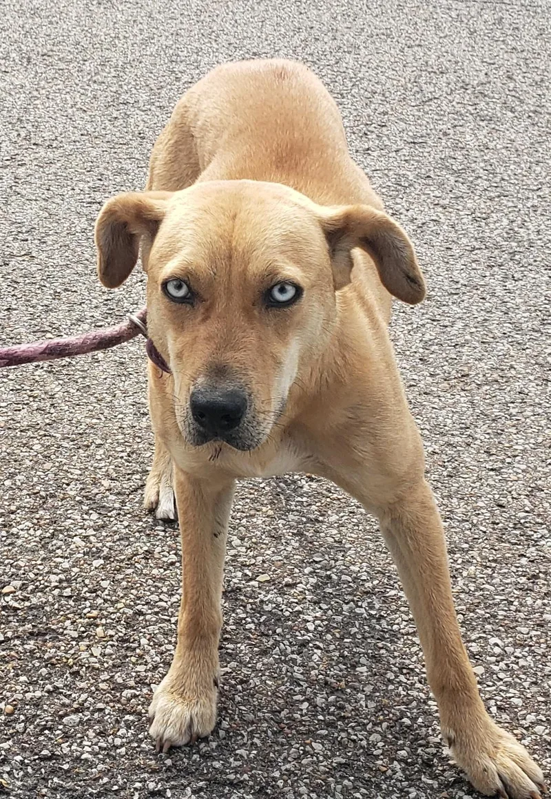A young medium-sized female Labrador Retriever dog named Chelsea for adoption in Pembroke, MA