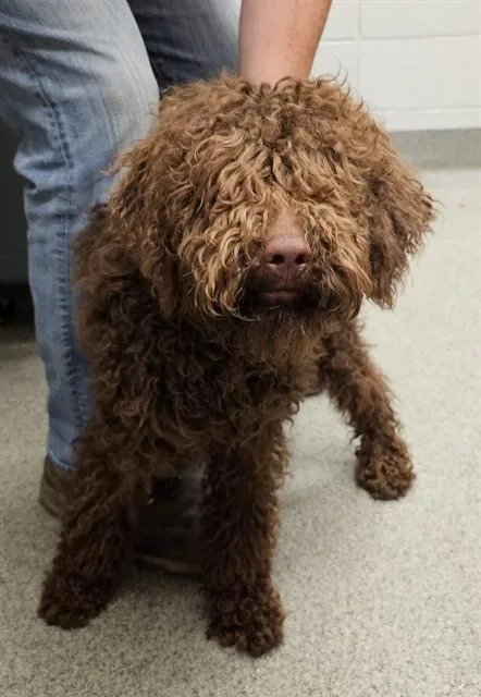 A young medium-sized male Poodle dog named Wisdom for adoption in Huntsville, AL