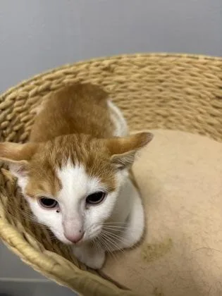 A baby small-sized male Domestic Short Hair cat named Chuck for adoption in Cumming, GA