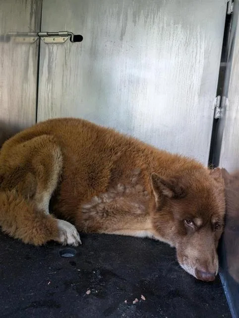 Bear