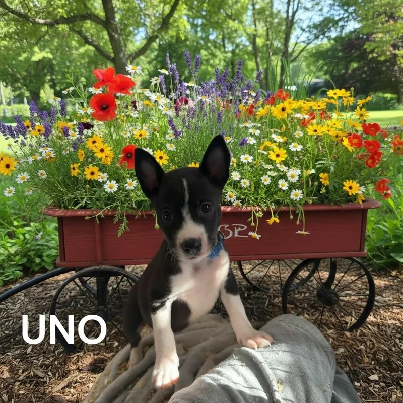 A baby medium-sized male Mixed Breed dog named Uno Blue for adoption in Charlotte, MI