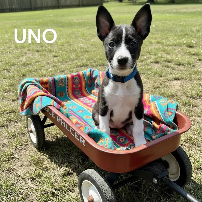 Uno Blue thumbnail 2