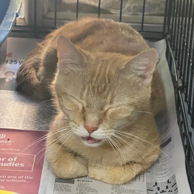 A young medium-sized female Tabby (Orange / Red) Domestic Short Hair cat named Sally for adoption in Spencer, IN