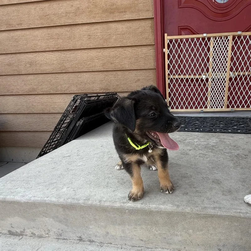 A baby small-sized male Black German Shepherd Dog dog named Potato for adoption in Lander, WY
