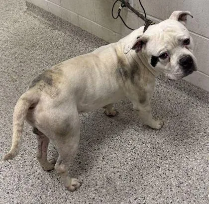 An adult large-sized male White / Cream Pit Bull Terrier dog named Stonewall for adoption in Kansas City, MO