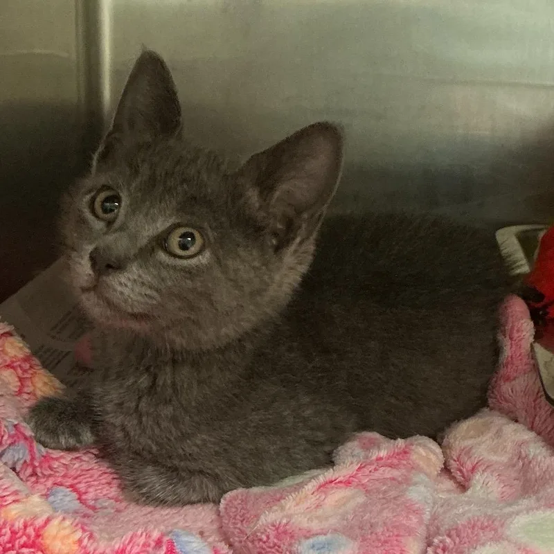 A baby small-sized male Gray / Blue / Silver Domestic Short Hair cat named Avery for adoption in Elizabeth City, NC