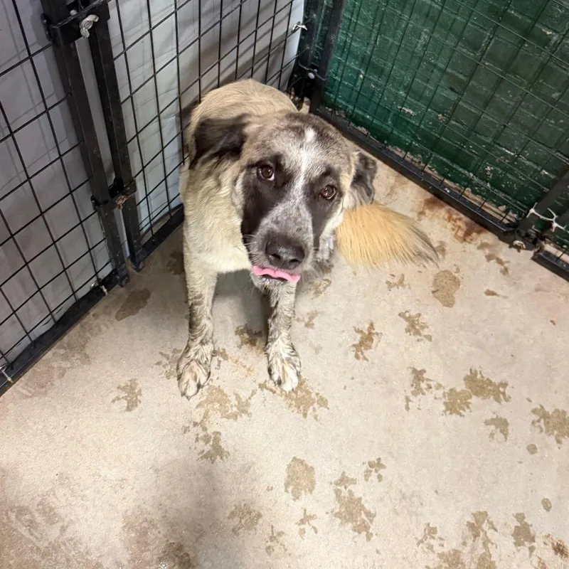 An adult medium-sized female Yellow / Tan / Blond / Fawn Collie dog named Zella for adoption in Birmingham, AL