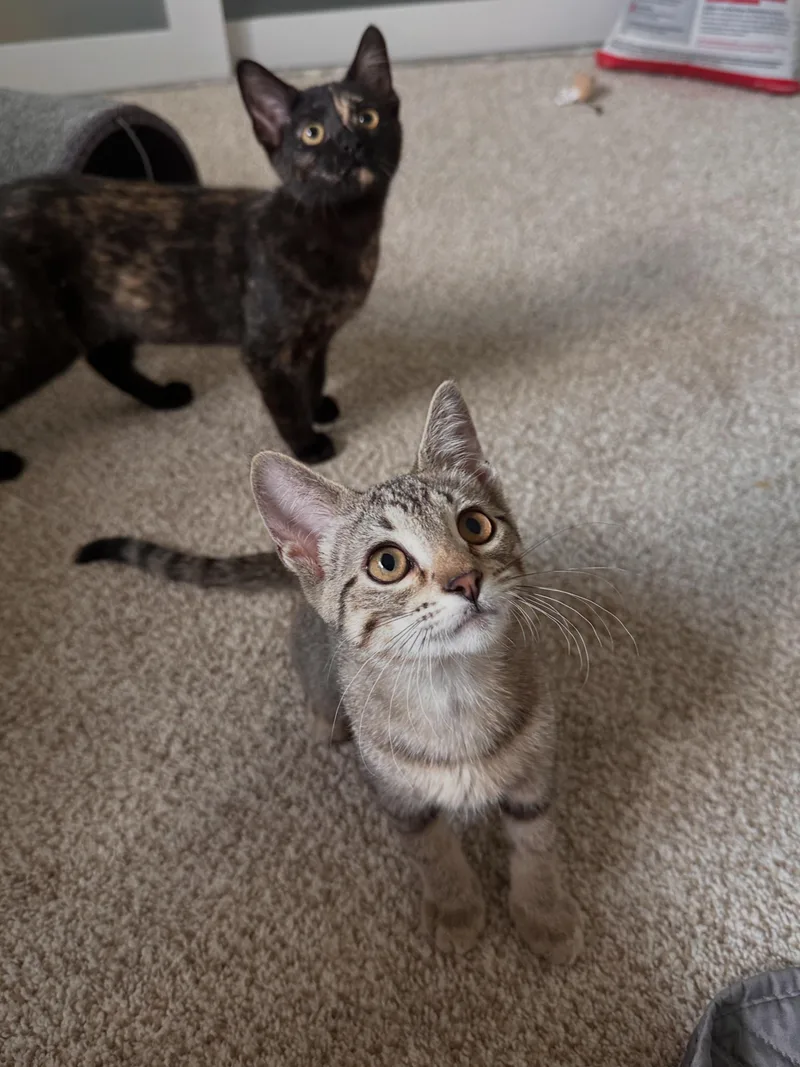 A baby medium-sized female Domestic Short Hair cat named Baby Spice for adoption in Lakewood, CO